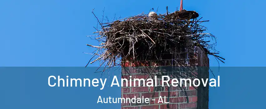 Chimney Animal Removal Autumndale - AL