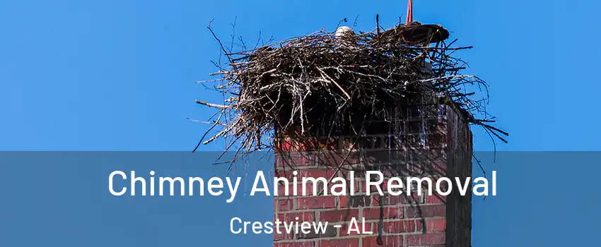Chimney Animal Removal Crestview - AL