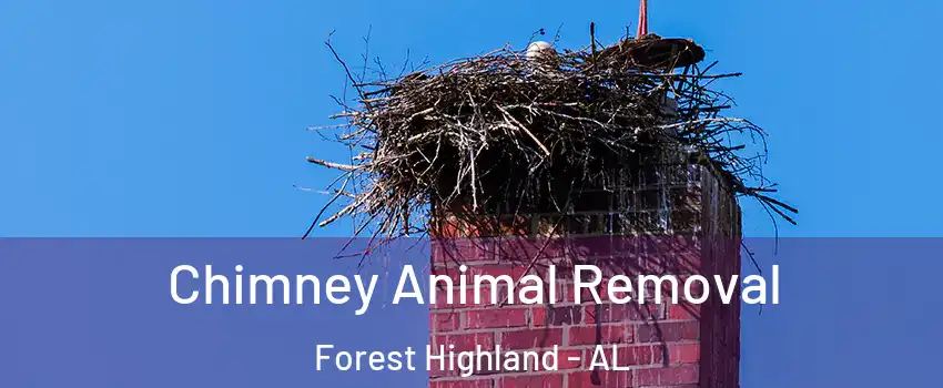 Chimney Animal Removal Forest Highland - AL