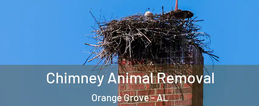Chimney Animal Removal Orange Grove - AL