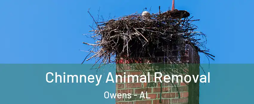 Chimney Animal Removal Owens - AL