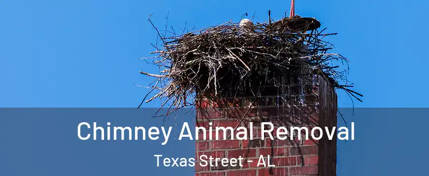 Chimney Animal Removal Texas Street - AL